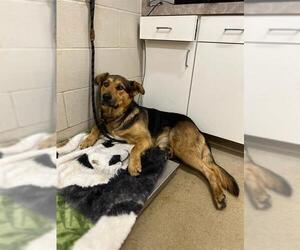 German Shepherd Dog Dogs for adoption in Santa Maria, CA, USA