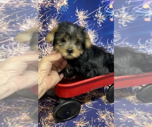 Yorkshire Terrier Puppy for sale in AZLE, TX, USA