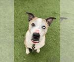 DALLI-MAI - Female Greyhound-Unknown Mix Dog for Adoption - Small photo