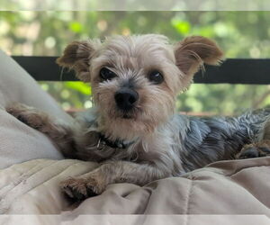 Mutt Dogs for adoption in Bon Carbo, CO, USA