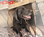 Small #3 Labrador Retriever
