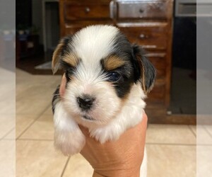 Yorkshire Terrier Puppy for sale in ALVARADO, TX, USA