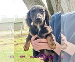 Small Photo #6 Dachshund Puppy For Sale in TOPEKA, IN, USA