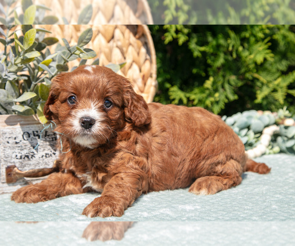 Medium Photo #7 Cavapoo Puppy For Sale in KIRKWOOD, PA, USA