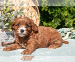 Puppy Cali Cavapoo