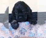 Small Photo #2 Cocker Spaniel Puppy For Sale in CRYSTAL RIVER, FL, USA