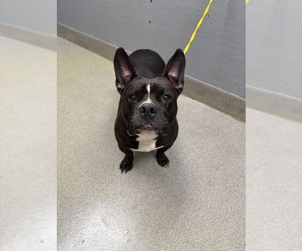 Medium Photo #1 French Bulldog-Unknown Mix Puppy For Sale in Las Vegas, NV, USA