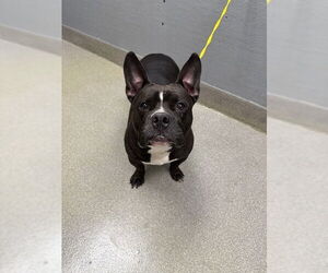 French Bulldog-Unknown Mix Dogs for adoption in Las Vegas, NV, USA