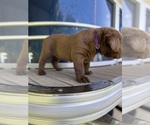 Puppy Puppy 1 Labrador Retriever