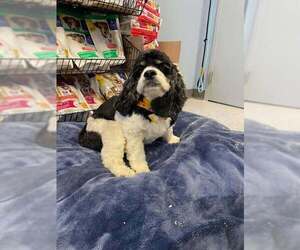 Cock-A-Tzu Dogs for adoption in Evansville, IN, USA