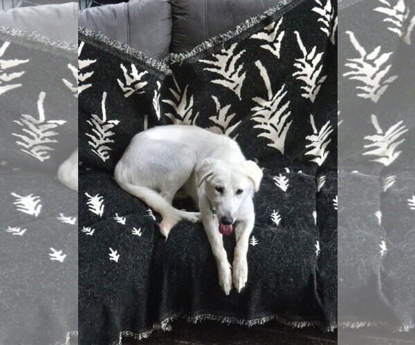 Medium Photo #1 Labrenees Puppy For Sale in New London, WI, USA