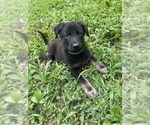 Puppy Kelly German Shepherd Dog