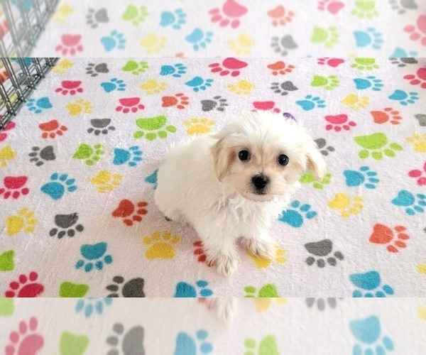 Medium Photo #10 Maltipoo (Toy) Puppy For Sale in ORO VALLEY, AZ, USA