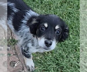 Aussiedox Dogs for adoption in Canton, CT, USA