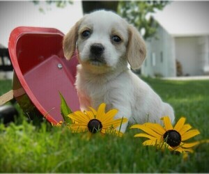 Beaglier Puppy for Sale in CLARE, Michigan USA