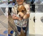 Puppy Spot 1 Dachshund