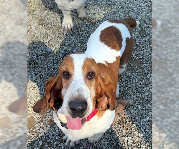 Medium Photo #3 Basset Hound Puppy For Sale in Deepwater, NJ, USA