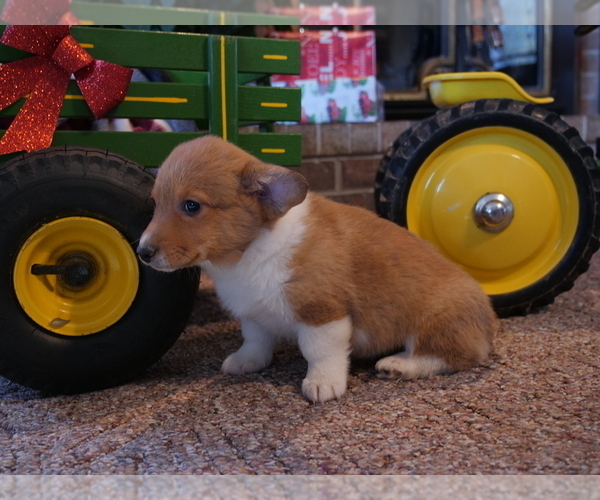 Medium Photo #6 Pembroke Welsh Corgi Puppy For Sale in SPRINGFIELD, MO, USA