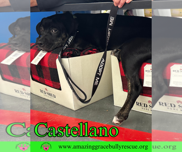 Medium Photo #10 Rottweiler-American Pit Bull Terrier Puppy For Sale in Pensacola, FL, USA