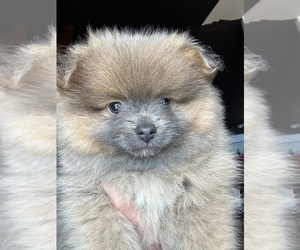 Pomeranian Puppy for sale in LEBEC, CA, USA