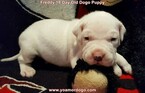 Small Photo #224 Dogo Argentino Puppy For Sale in PINEVILLE, MO, USA