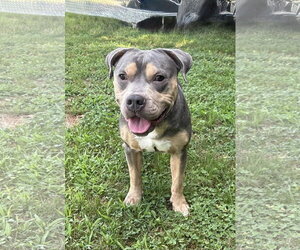 Chief - Male American Pit Bull Terrier-Unknown Mix Dog for Adoption - Photo #2