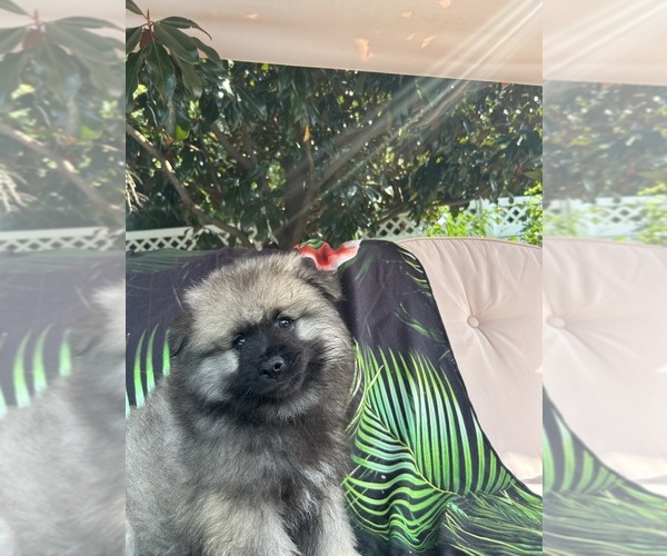 Medium Photo #2 Keeshond Puppy For Sale in MANCHESTER TOWNSHIP, NJ, USA