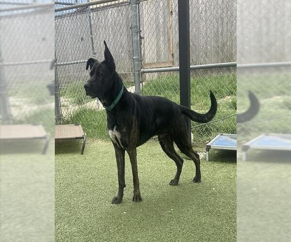 Medium Photo #2 Holland Shepherd-Unknown Mix Puppy For Sale in Pasadena, TX, USA
