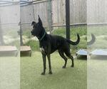 Small #1 Holland Shepherd Mix