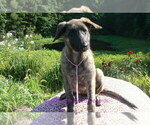 Small #2 German Shepherd Dog