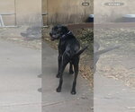 Small #2 Boxer Mix