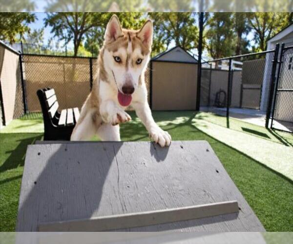 Medium Photo #1 Siberian Husky Puppy For Sale in Norco, CA, USA