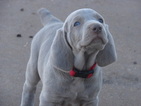 Small Weimaraner