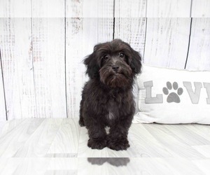 Shih-Poo Puppy for sale in MARIETTA, GA, USA