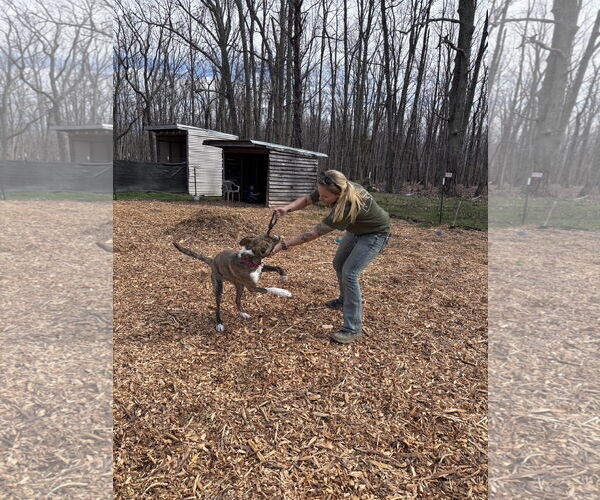 Medium Photo #3 Mountain Cur-Plott Hound Mix Puppy For Sale in Rustburg, VA, USA