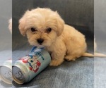 Small #4 Pyredoodle (Toy)