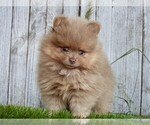 Small #17 Pomeranian