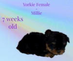 Small Photo #1 Yorkshire Terrier Puppy For Sale in AZLE, TX, USA