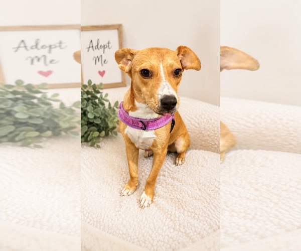 Medium Photo #3 Mutt Puppy For Sale in Fenton, MO, USA