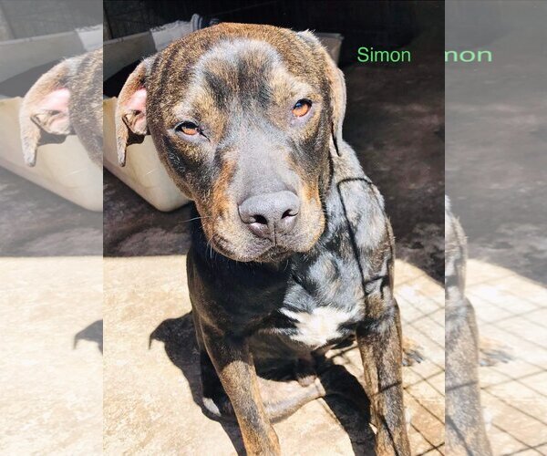 Medium Photo #3 American Pit Bull Terrier-Unknown Mix Puppy For Sale in Woodland Hills, CA, USA