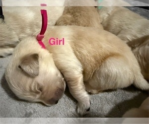 Medium Golden Retriever