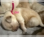 Puppy Pink Golden Retriever