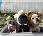 Small Photo #3 Faux Frenchbo Bulldog-French Bulldog Mix Puppy For Sale in MOUNDRIDGE, KS, USA