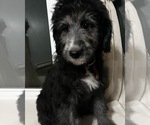 Small Photo #5 Aussiedoodle Puppy For Sale in GRANGER, IN, USA