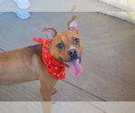 Small #1 Boxer Mix