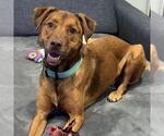 Bubbas - Male Mutt Dog for Adoption - Small photo