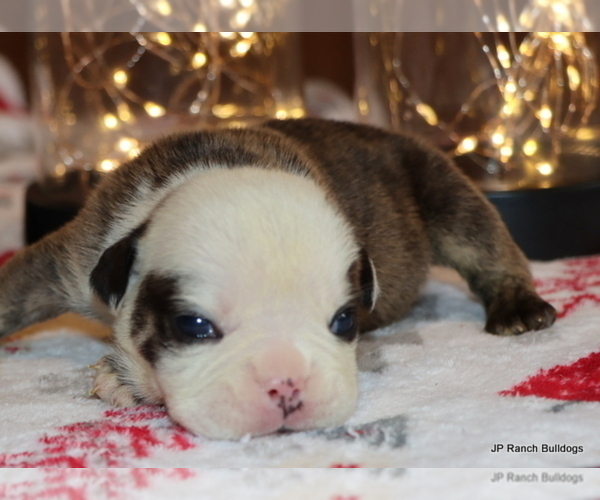 Medium Photo #3 English Bulldog Puppy For Sale in WINNSBORO, TX, USA