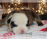 Small Photo #3 English Bulldog Puppy For Sale in WINNSBORO, TX, USA