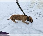 Small #1 American Bandogge mastiff