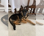 Small Photo #180 German Shepherd Dog Puppy For Sale in LA FAYETTE, NY, USA